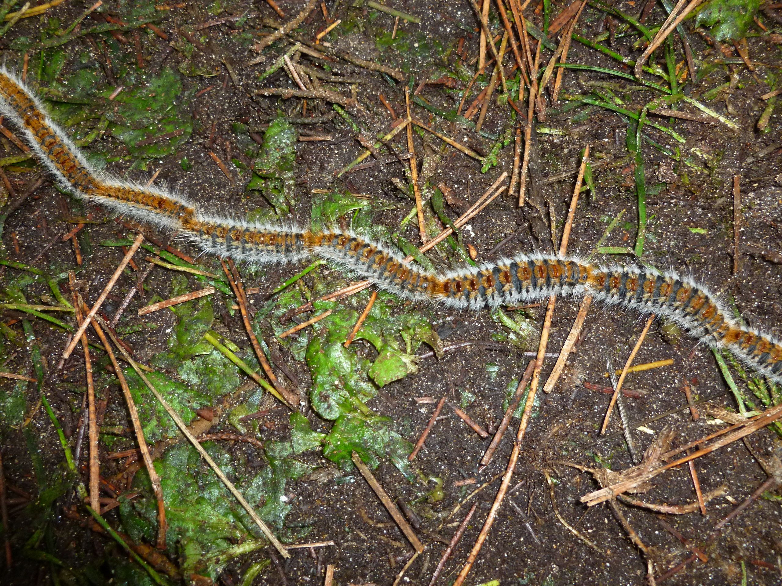 Lutte contre les Espèces Exotiques Envahissantes